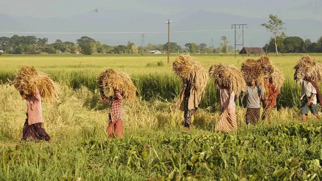 လယ်သမား