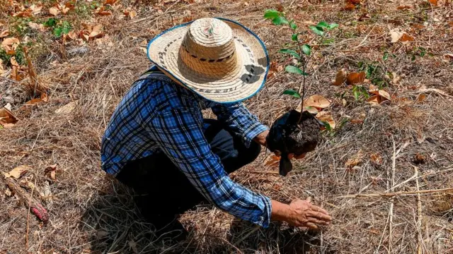 Agricultor plantando un árbol