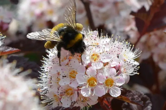 نحلة مشغولة بامتصاص الرحيق