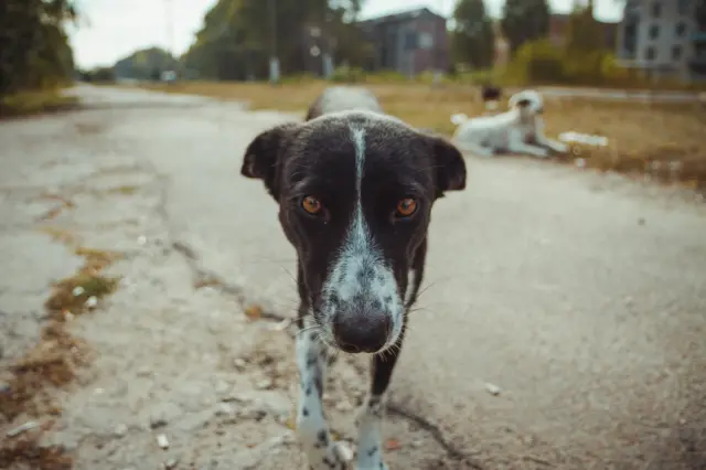 Homeless wild dog in old radioactive zone in Pripyat city - abandoned ghost town after nuclear disaster.