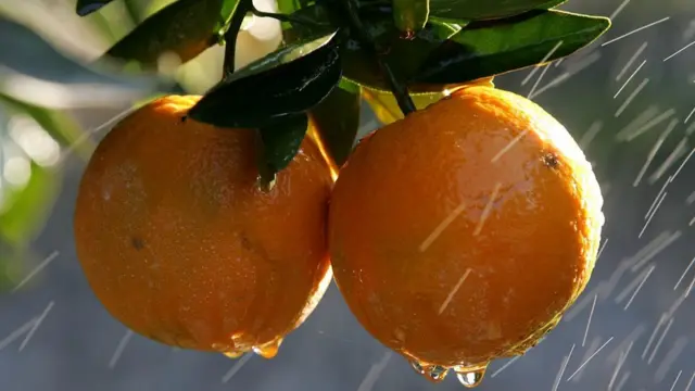 Naranjas de California