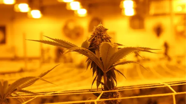 โรงงานกัญชา