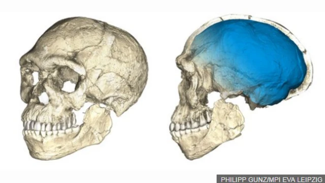 นักวิทยาศาสตร์ประกอบสร้างกะโหลกของบรรพบุรุษมนุษย์ที่เก่าแก่ที่สุดขึ้นใหม่ จากการสแกนชิ้นส่วนฟอสซิลกระดูกหลายชิ้น