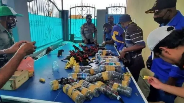 ਤੋਤਿਆਂ ਨੂੰ ਸੁਰਖਾਂਵਾਲੀਆਂ ਬੋਤਲਾਂ ਵਿੱਚ ਬੰਦ ਕਰਕੇ ਇੱਕ ਬਕਸੇ ਵਿੱਚ ਰੱਖਿਆ ਗਿਆ ਸੀ