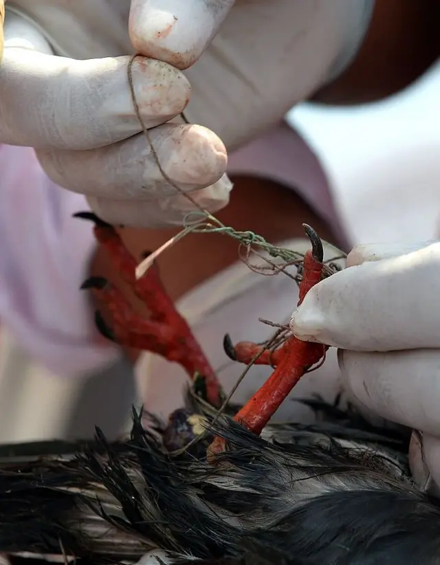 मांजा पायांत अडकलेलं कबुतर