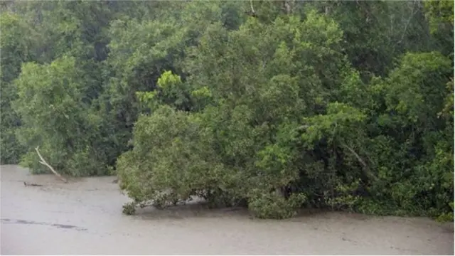 সুন্দরবন উপকূলে আঘাত হানার আশঙ্কা আছে