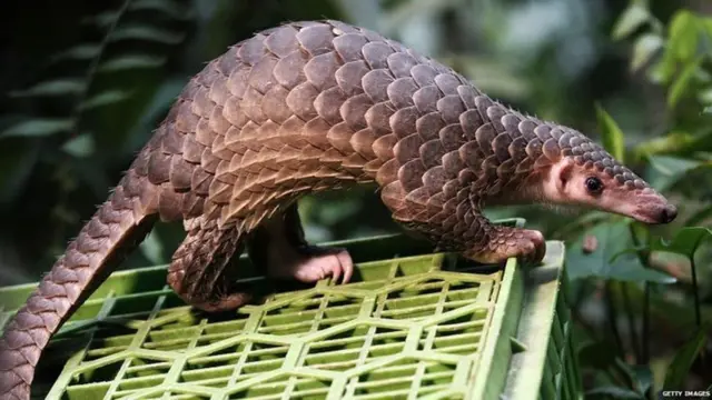 खवल्या मांजर