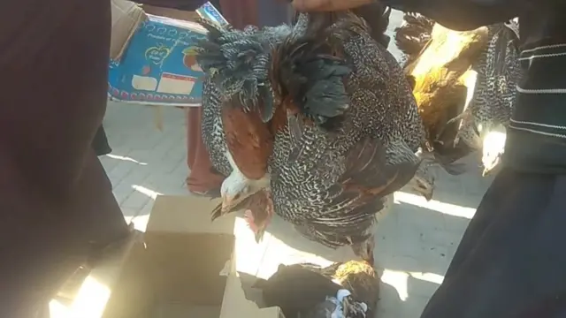 دیسی مرغیاں