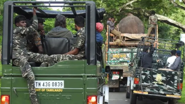 2021ஆம் ஆண்டு ஆகஸ்டு 2ஆம் தேதி வனத்தில் விடப்படுவதற்காக வாழைத் தோட்டத்திலிருந்து சிக்கலாவிற்கு ரிவால்டோ அழைத்து செல்லப்படுகிறது.