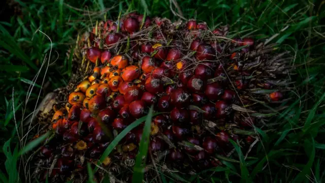 பாமாயில் விதை.