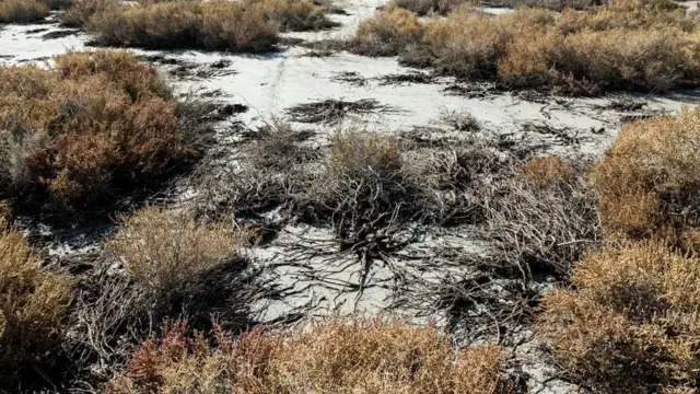 تالاب گاوخونی