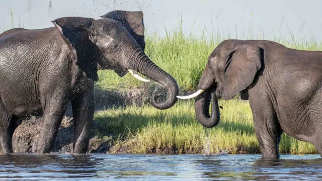 ఏనుగులు