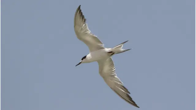 پاکستان پرندے