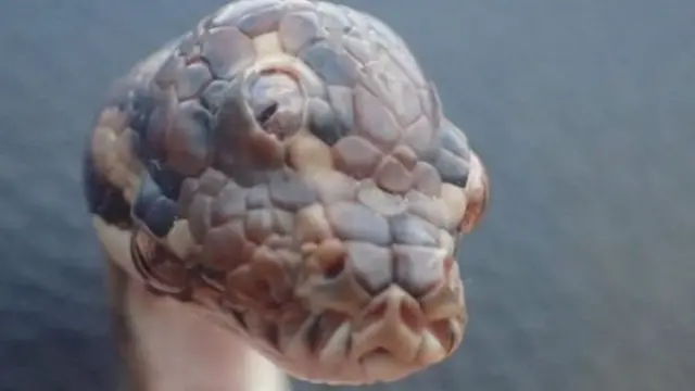 ஆஸ்திரேலியாவில் கண்டெடுக்கப்பட்ட ஒரு மூன்று கண் பாம்பு