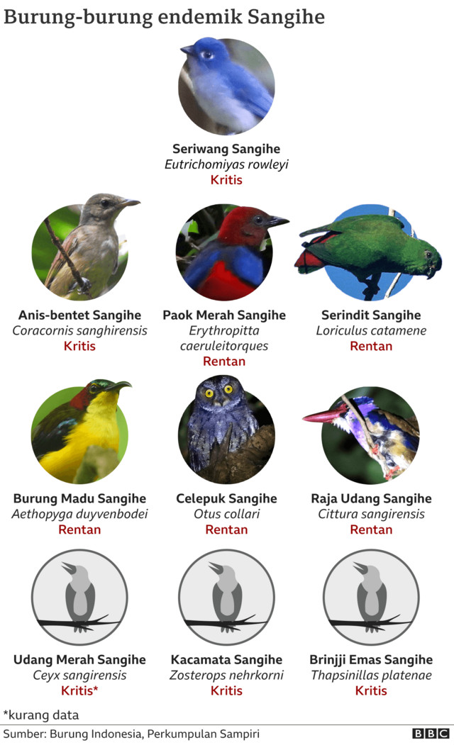Terdapat 10 burung endemik di Pulau Sangihe, Sulawesi Utara yang lima berstatus kritis dan sisinya rentan.