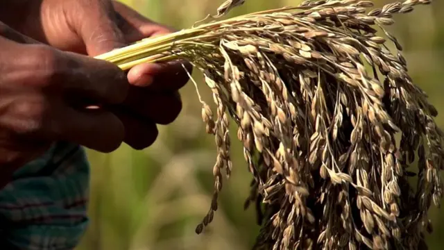 వరి ధాన్యం