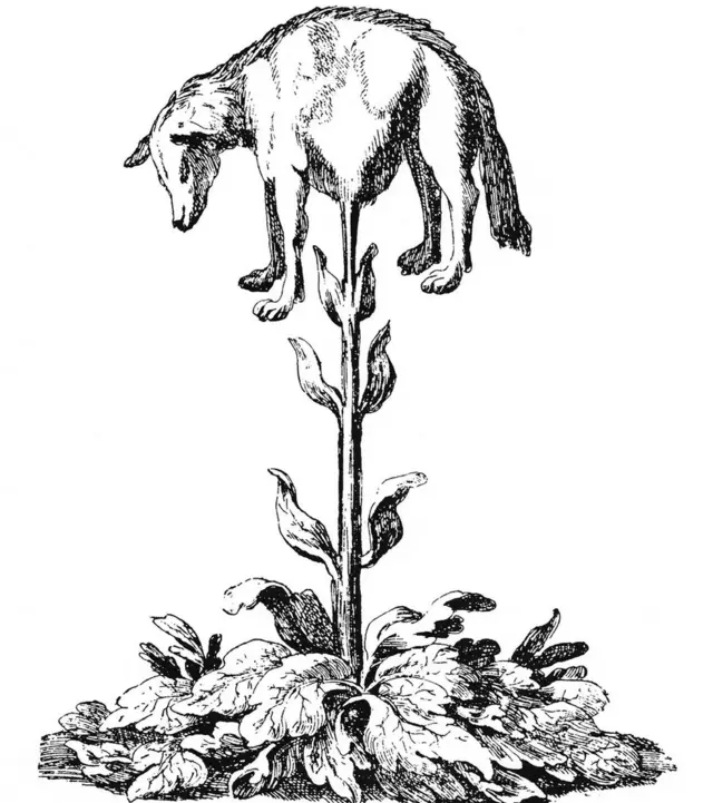 చెట్లకు కాసే గొర్రెల అపోహకు సంబంధించిన చిత్రం