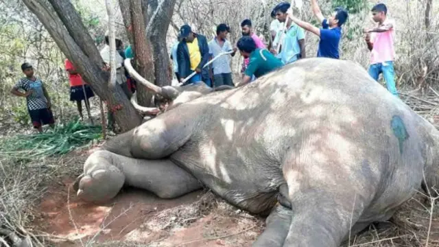 மரத்தில் மாட்டிக்கொண்ட யானையை காப்பாற்றும் முயற்சி
