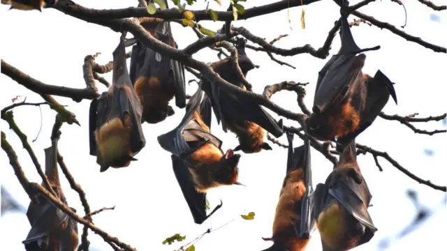 वटवाघूळ