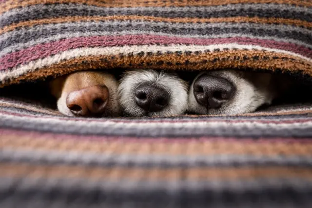 Three dog snouts poking from under a blanket