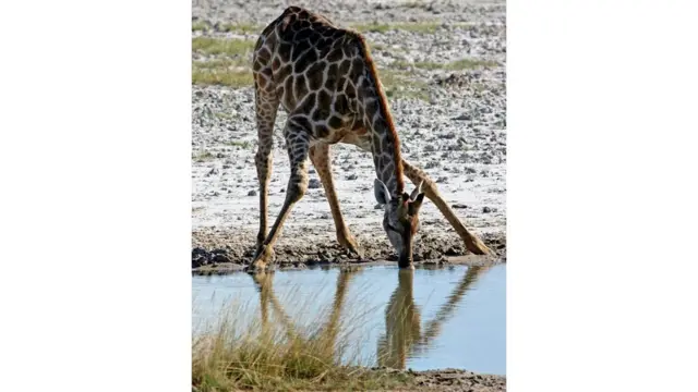 كيف تتعامل الزرافات مع مشكلة ارتفاع ضغط الدم بسبب طولها؟