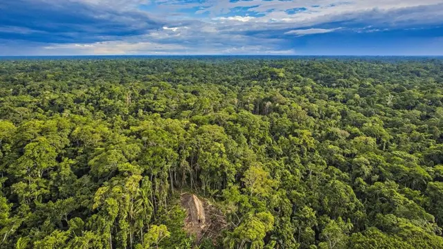 Uma casa indígena cercada pelo verde da floresta