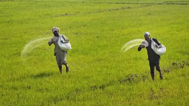 किसान, एमएसपी, न्यूनतम समर्थन मूल्य, स्टेट एडवाइज्ड प्राइस, एसएपी, राज्य परामर्श मूल्य, कृषि लागत और मूल्य आयो, सीएसीपी