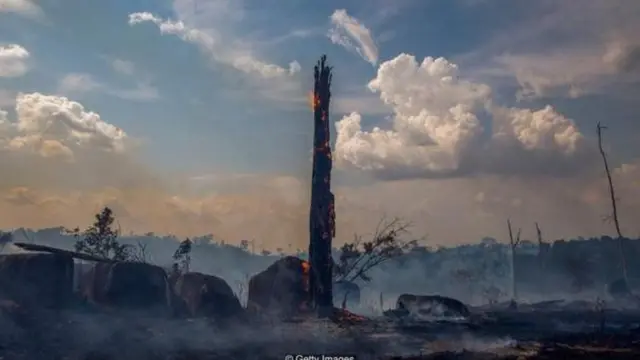 दुनिया के सारे पेड़ ख़त्म हो जाएंगे तो क्या होगा?