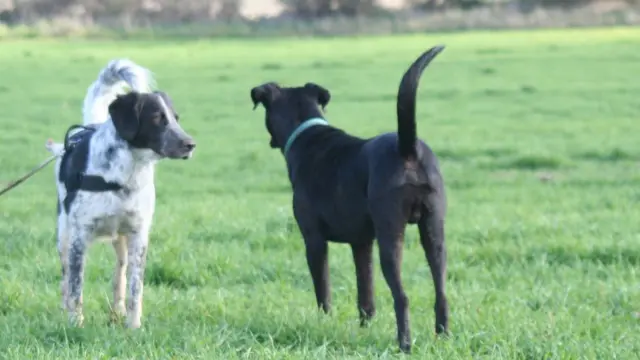 Dois cães