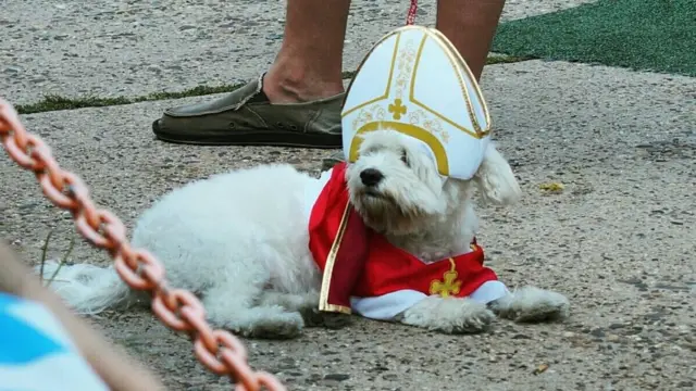 A dog dressed up in Philadelphia lying on the pavement