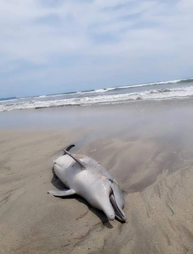 lumba-lumba, Tapsel, Sumut