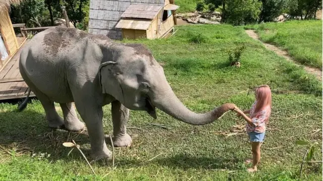 Một chú voi trưởng thành cần 250kg thức ăn mỗi ngày