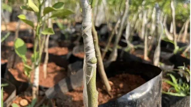 అమేయ కృషి వికాస కేంద్రం, బాల్ రెడ్డి