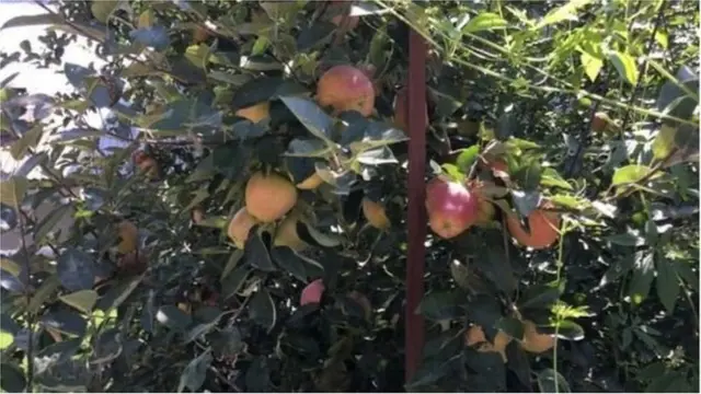 జమ్ము కశ్మీర్