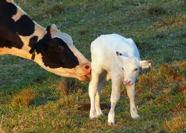 بقرة وصغيرها