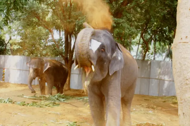 யானைகள் புத்துணர்வு முகாம்