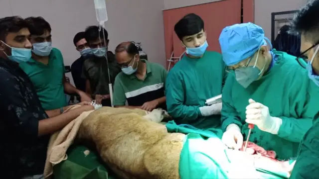 شیر کا آپریشن