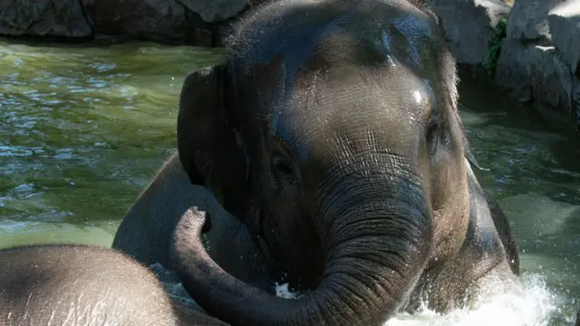 'விளையாடுங்கள், வேட்டையாடாதீர்கள்' - யானை குறித்து 11 சுவாரஸ்ய தகவல்கள்