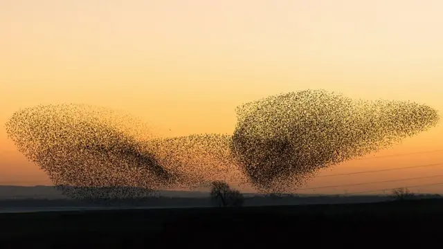 Pássaros ao amanhecer