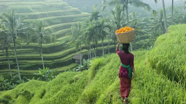 sawah di bali