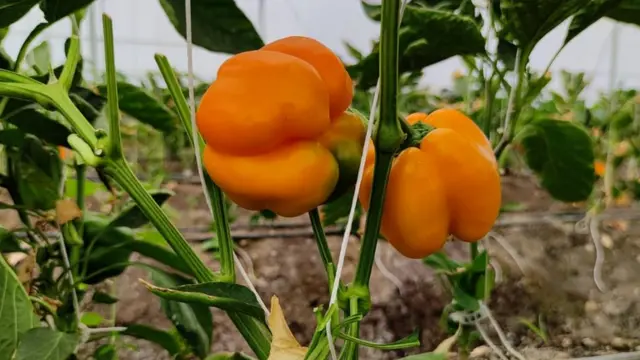 वैष्णवी देशपांडे