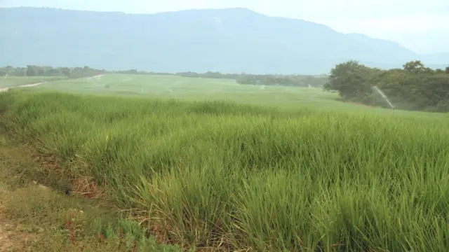 የፊንጫአ ስኳር ፋብሪካ የሸንኮራ አገዳ ተክል