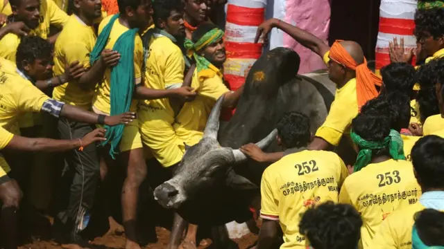 பாலமேடு ஜல்லிக்கட்டு