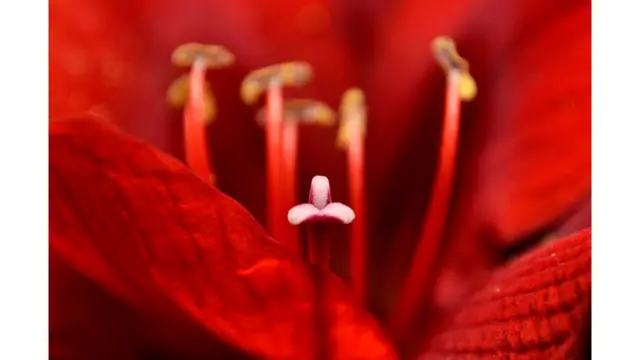 Imagen de un lector de BBC Mundo por el tema "Flores"