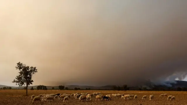 Stado ovaca na polju