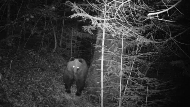 ведмідь бурий