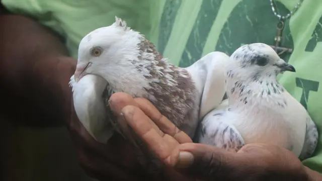 ශ්‍රී ලංකාවේ පරවි ගැටුම්