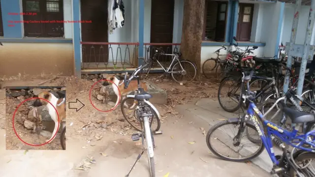 சென்னை ஐஐடியில் உயிரிழக்கும் மான்கள்