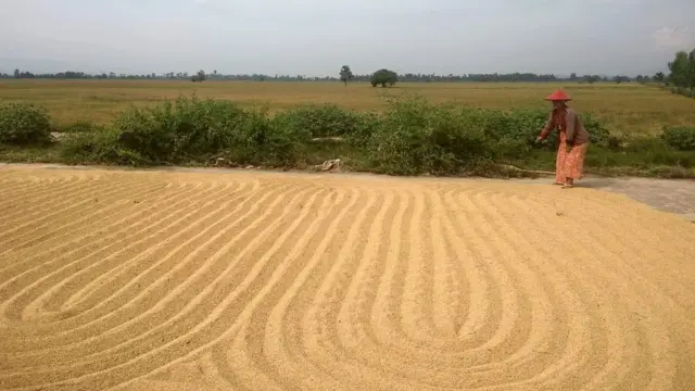 ရိတ်သိမ်းပြီးစ စပါးတွေကို နေပြည်တော်အနီး ကားလမ်းပေါ်မှာ နေလှန်းနေကြတဲ့ လယ်သမားတွေရဲ့ လုပ်ငန်းခွင်မြင်ကွင်း