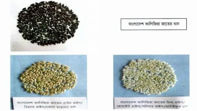 কালিজিরা জাতের ধান।